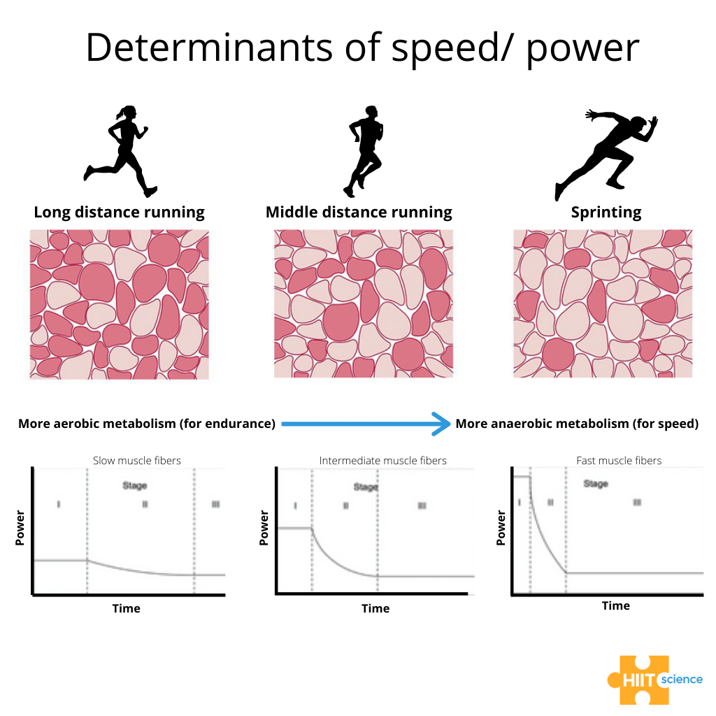 Type IIa Muscle Fibers: Training for Explosiveness